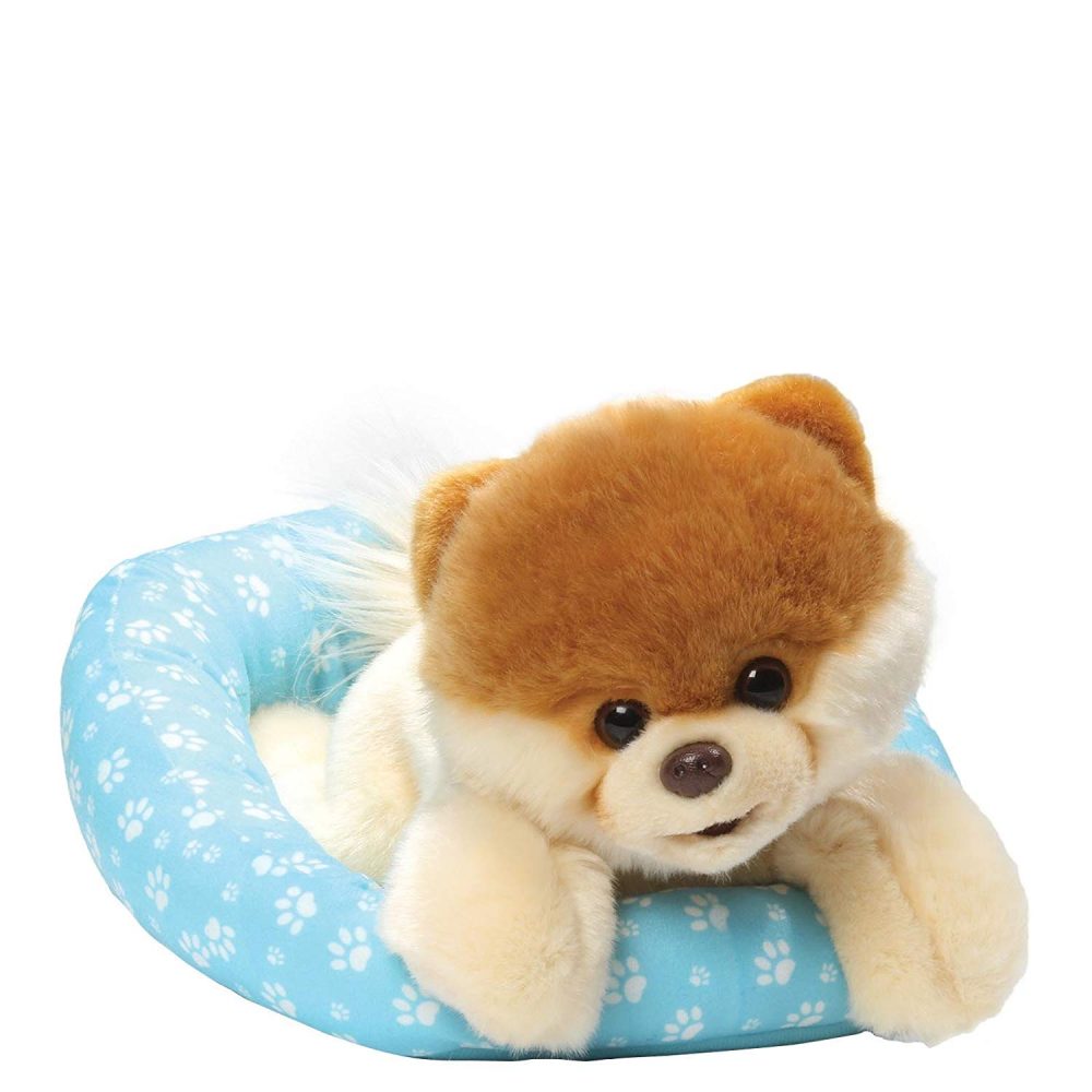Boo Dog In Bed - Boo The World's Cutest Dog