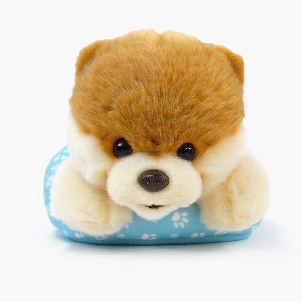 Boo Dog In Bed - Boo The World's Cutest Dog