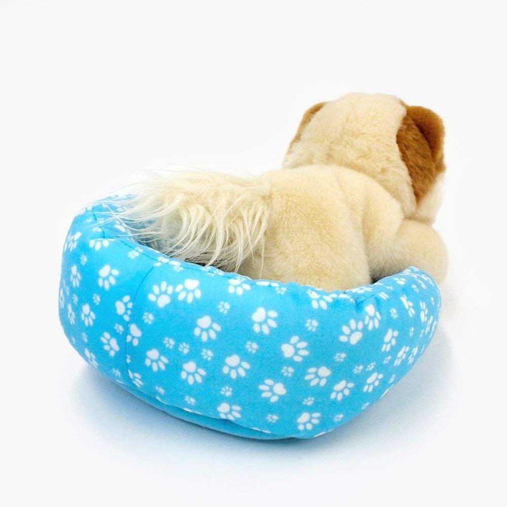 Boo Dog In Bed - Boo The World's Cutest Dog